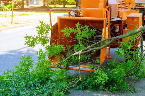 Best Tree Mulching  in Manhasset, NY