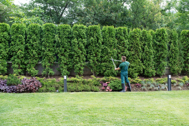  Manhasset, NY Tree Care Services Pros